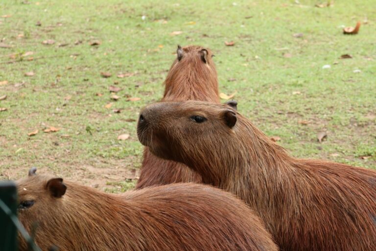Sloths, Capybaras, and Quokkas: Why Certain Animals Become Kid Obsessions