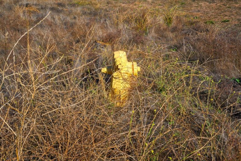 Sneaky Golden Retriever Gets Caught Stealing 20 Pairs of Socks From Mom – Parade Pets