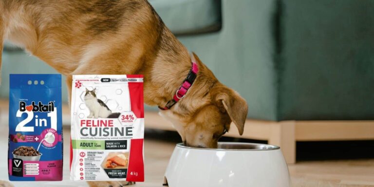 Nationwide recall issued for several pet food brands – The Witness
