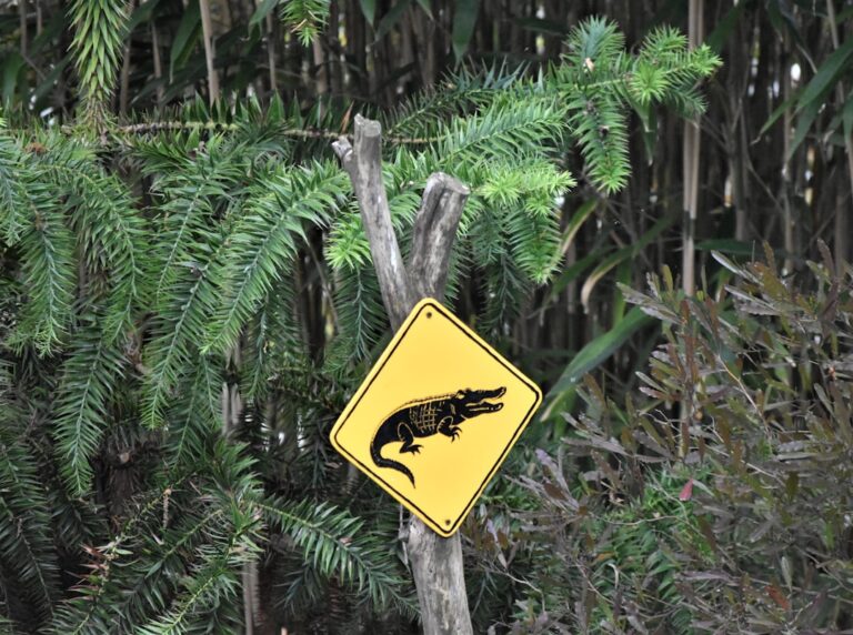 Stargazing in Reptiles: A Warning Sign Every Owner Should Know – A-Z Animals