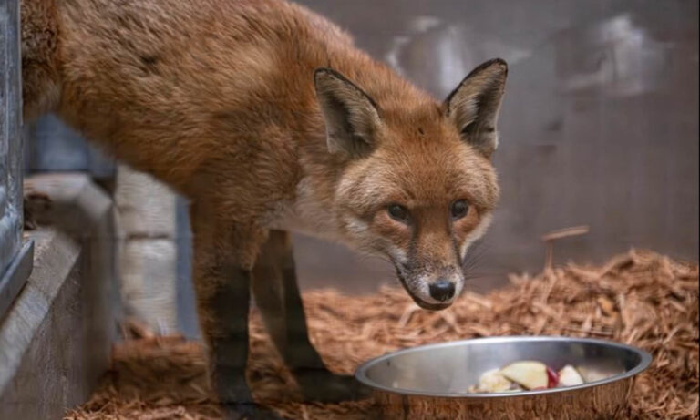 Stowaway fox is taken in by New York zoo after it made 3,000-mile journey from UK on a ship – MSN