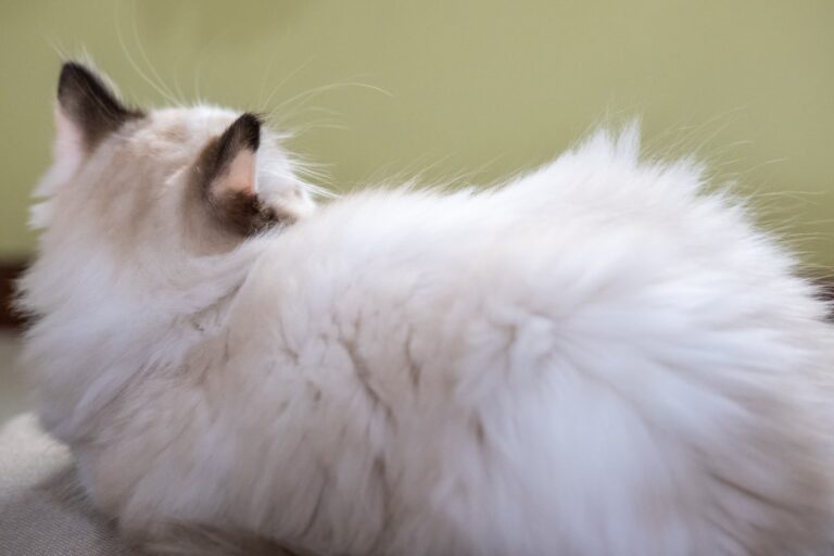Stunning Ragdoll Cat’s ‘Ocean Eyes’ Will Have You Completely Mesmerized – AOL.com