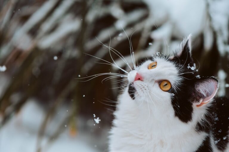 Sweet Cat Experiences Snow for the First Time Thanks to Loving Owner – Parade Pets