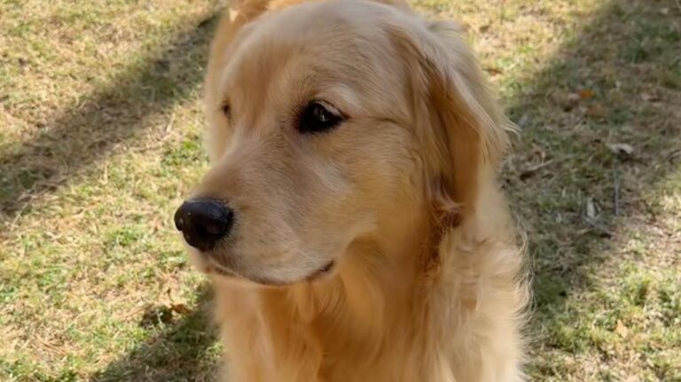 Sweet Golden Retriever ‘Offended’ After Not Getting Any Pets From Strangers – AOL.com