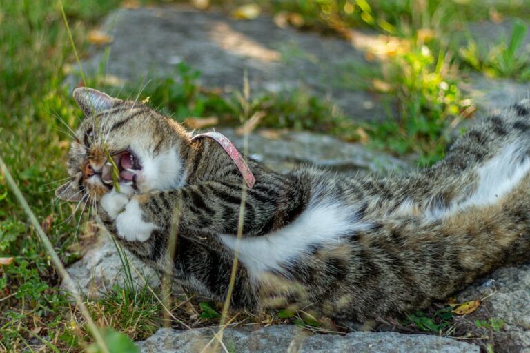 Tabby Cat Stealing Mom’s Easter Basket Is the Cutest Little Thief – Parade Pets