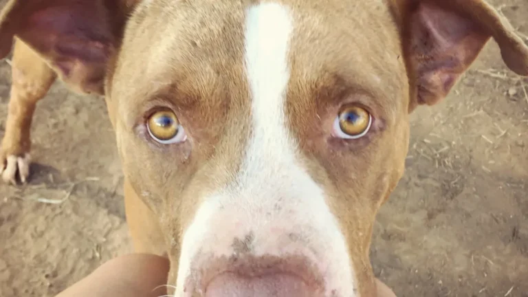 The Adorable Reason This Man Carries Shelter Dogs Through New York City – Yahoo