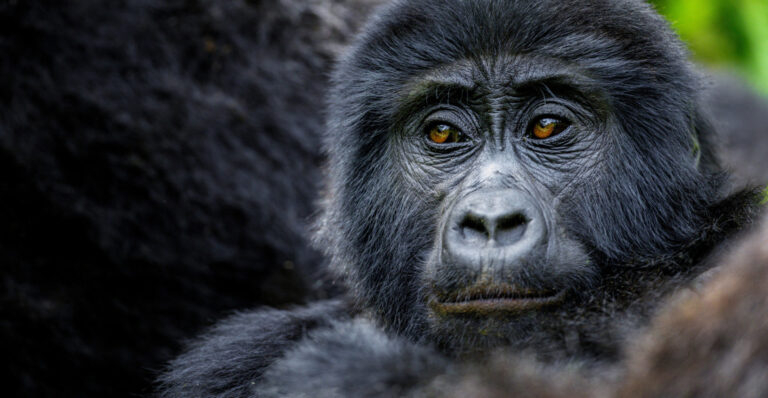 The most endangered animals in Africa – MSN