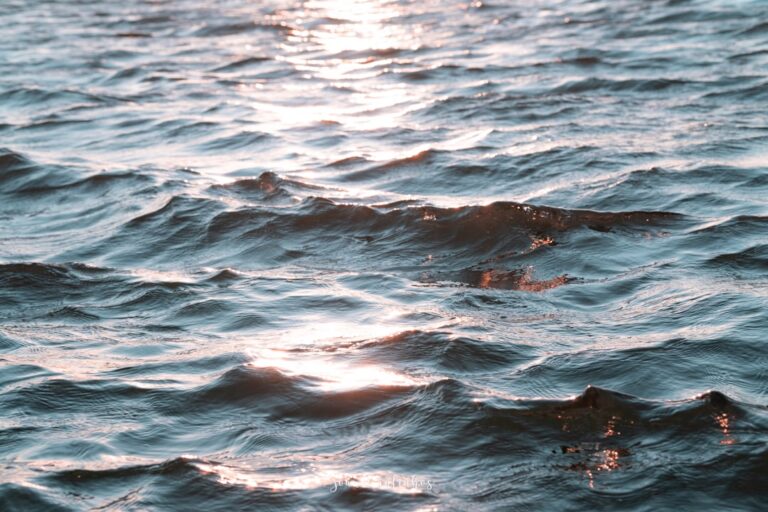 These Curious Gray Whales Swam So Close Tourists Could Reach Out and Touch Them