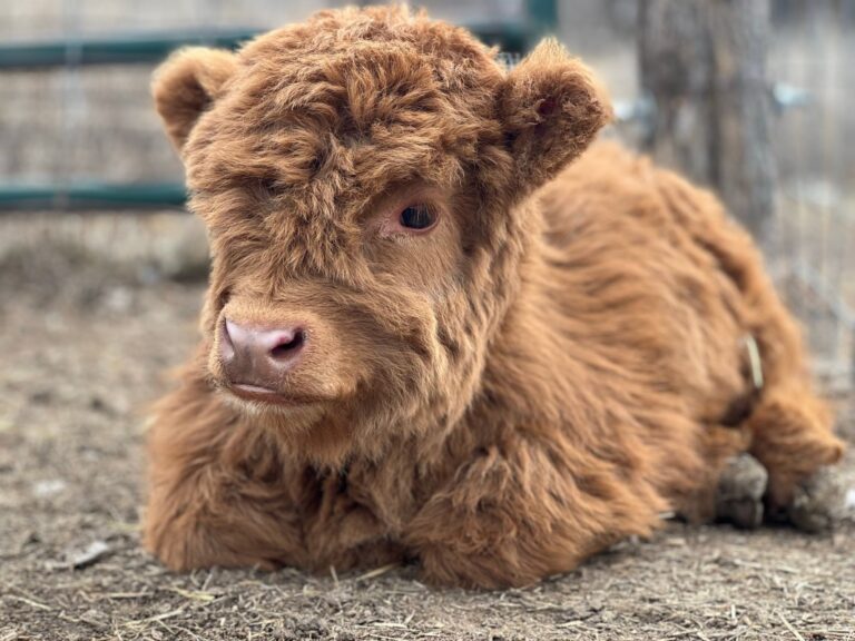 These Disciplined Highland Cows Have the World’s Cutest Bedtime Routine – AOL.com