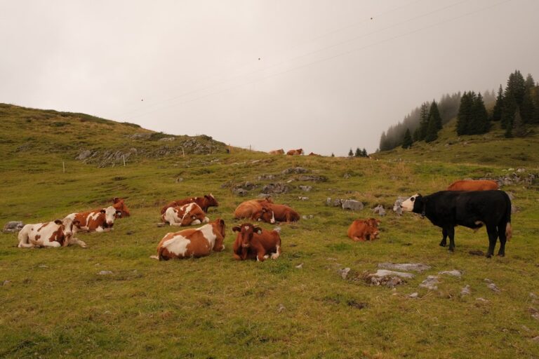 These Highland Cows Have the Most Enviable Bedtime Routine—And Adorable Pajamas