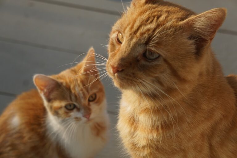 This Golden’s Priceless Reaction to Cats Snuggling With Him Is the ‘Cutest Video You’ll See Today’