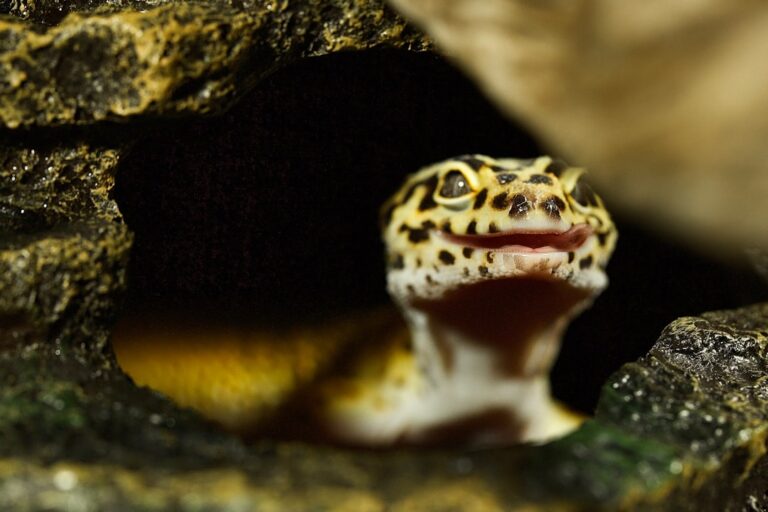 This Smiling Salamander Took Over Minecraft and Social Media But It’s Vanishing in the Wild