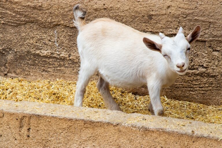Tiny Baby Goat Falling Asleep in Mom’s Arms Is the Cutest Thing We’ve Ever Seen