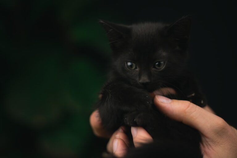 Tiny Black Kitten Looks Exactly Like a Baby Bat – Parade Pets