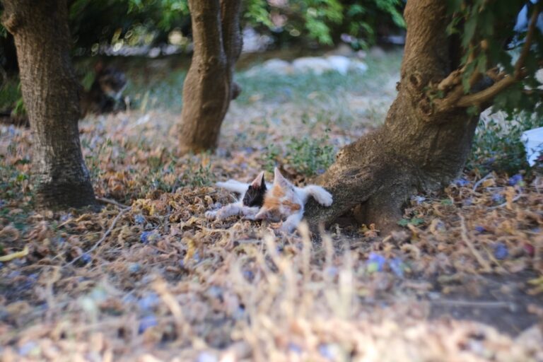 Tiny Chihuahua Stalks Her Stuffed Elephant Like It’s Real Prey – Parade Pets