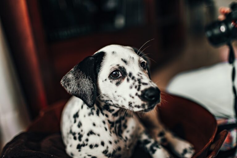 Tiny Dalmatian Puppy Gets the Hiccups and Looks Deeply Concerned About It