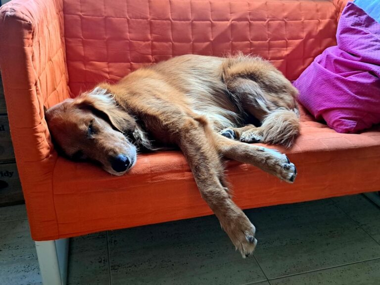 Tired Golden Retriever Sleeps Straight Through Puppy School and It’s Pure Cuteness Overload