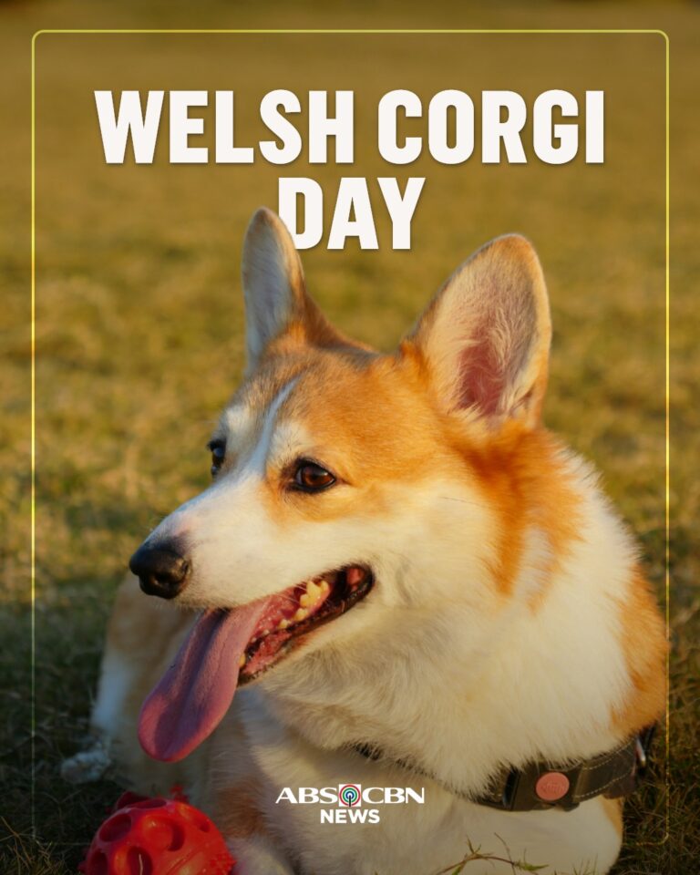 Today, we celebrate our Welsh Corgi pets all over the world! Share your favorite thing … – Facebook