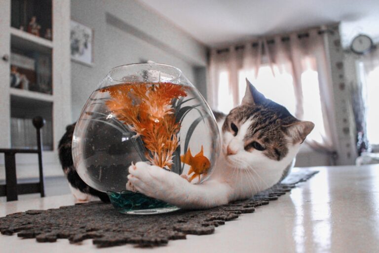 Toothless Tabby Cat With ‘Fishbowl Eyes’ Is the Prettiest Princess in All the Land