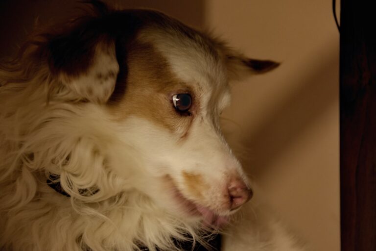 ‘Traumatized’ Foster Dog Starts Coming Out of Her Shell and We’re Melting – Parade Pets