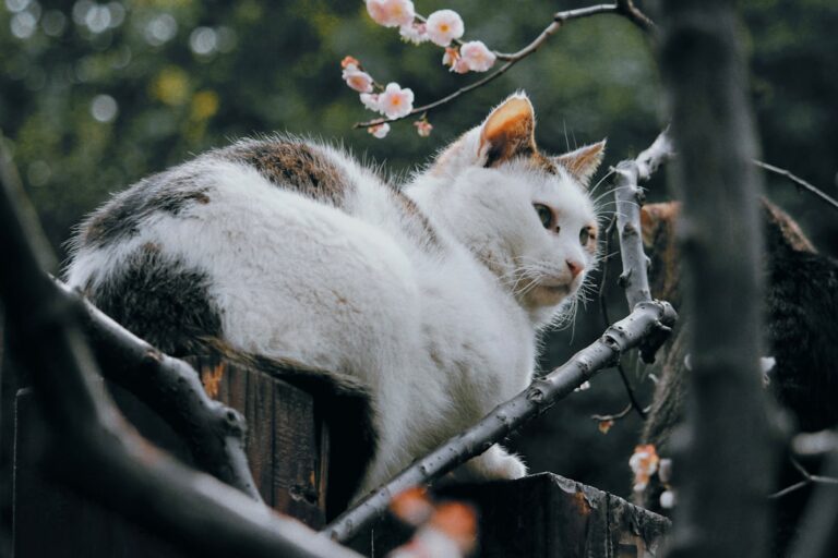 Unique Persian-Ragdoll Cat Besties Look Like Two Tumbleweeds – Parade Pets