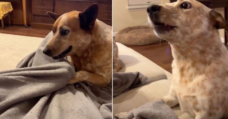 Video: Dogs Are Confused by Owner’s Hand Trick – DogTime