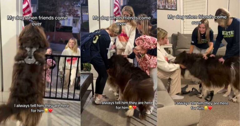 Big Dog Does This When Owner’s Friends Come Over in Adorable Video – DogTime