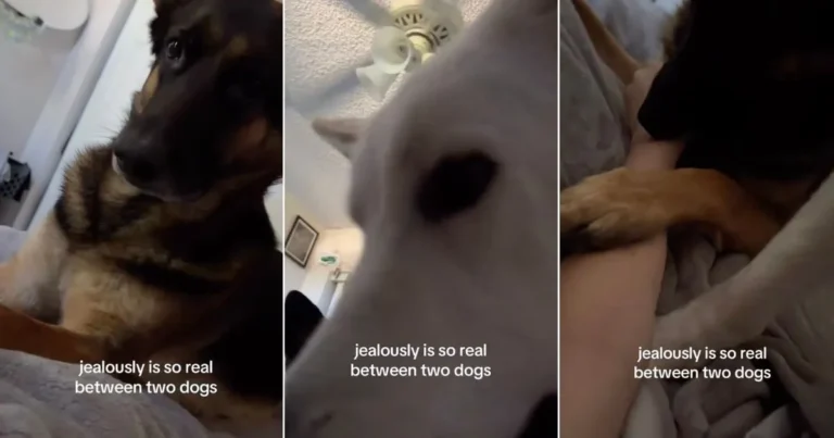 Two Dogs Prove Just How Real Jealousy Is When It’s Cuddle Time With Mom – DogTime