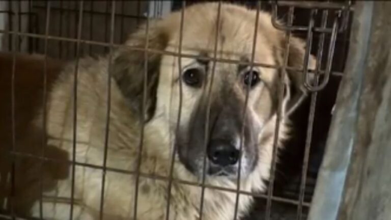 Kitsap shelter seeks volunteers after nearly 60 pets seized – MyNorthwest.com