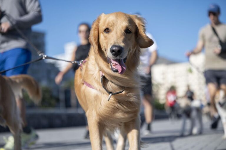 Urgent warning: RCL Foods issues dry dog and cat pet food recall over Salmonella risk