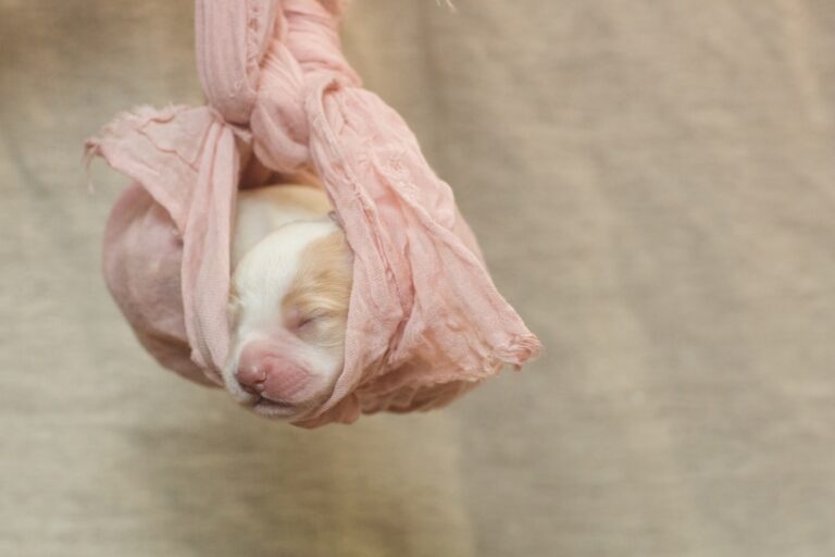 Watch Adorable Foster Pittie Named Piglet Go on His First Date – Parade Pets