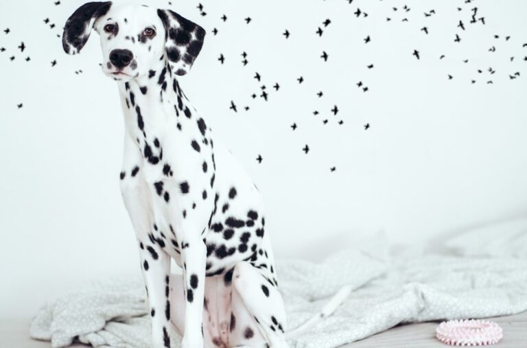 What’s really going with Justin Bieber & his vanishing pets? From baby monkey to wild cats …