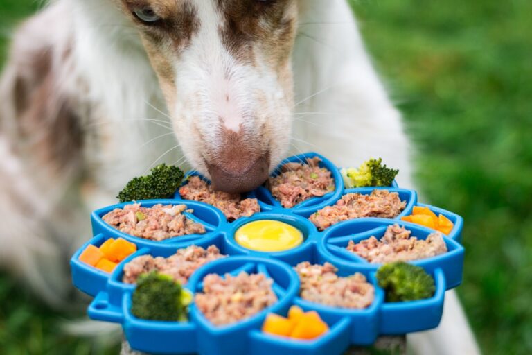 Young Again dog food recalled over Salmonella concern | PetfoodIndustry