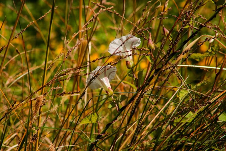 Zealandia launches pet food in US | PetfoodIndustry