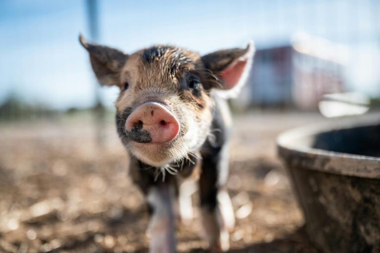 4 animal sanctuaries in Arizona & the cute critters they help – Copper Courier