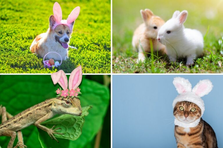 Northport Bunny Trail Goes Full Pet Egg-Stravaganza This Sunday