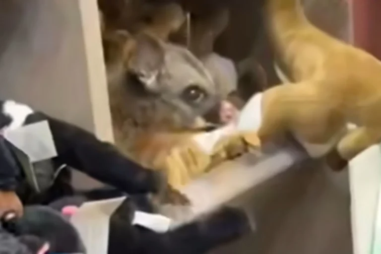 Adorable Possum Sneaks Into Hobart Airport Gift Shop – Woman’s World
