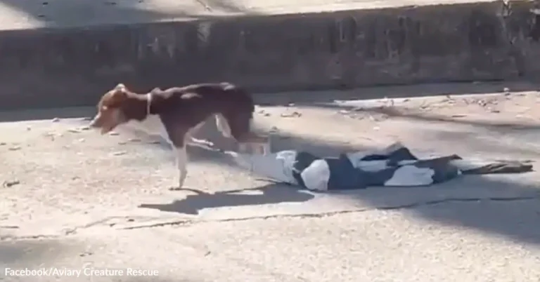 Chihuahua Found Tangled In Clothes Leads Rescuers To Hidden Crisis