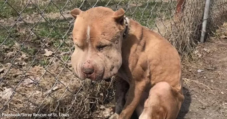 Puffy-Cheeked Dog Left Tied to Fence Finds Forever Home | The Animal Rescue Site