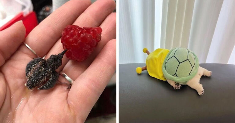 60 Of The Sweetest Tiny Animals Shared By The ‘Smol Posts’ Page – Bored Panda