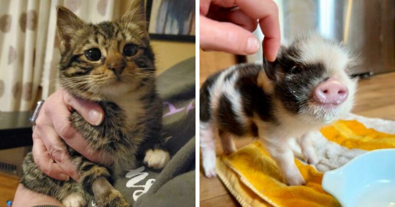 107 Adorable Pictures Of Animals That Are Bound To Lift Your Spirits And Make You Say “Aww”