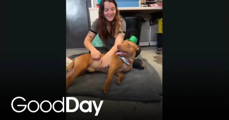 This adorable dog is looking for his forever home! | Pet of the Week – Good Day Sacramento