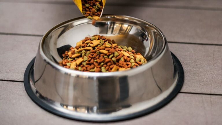 Contaminated dog food brands recalled in South Africa – Hypertext – htxt