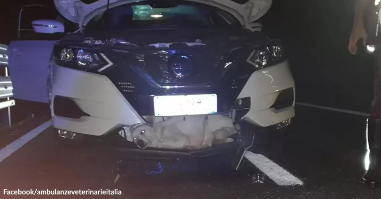 Stray Dog Hit At High Speed Found Alive In Car Grille | The Animal Rescue Site