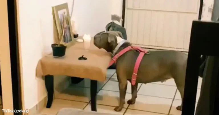 Loyal Dog Waits By Photo Of Grandmother After Funeral | The Animal Rescue Site