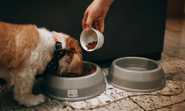 Dog treats recalled in five states over Salmonella risk – Earth.com