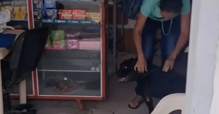 Loyal Dog Delivers Groceries For Mom Who Can’t Make The Trip | The Animal Rescue Site
