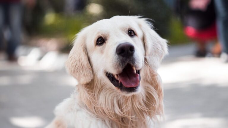 38 popular pet foods pulled from shelves in South Africa – BusinessTech