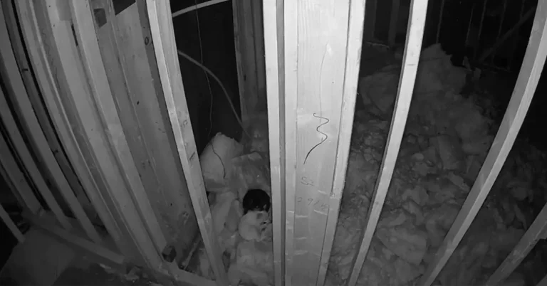 Hidden Cameras Reveal Two Tiny Dogs Secretly Living Inside Empty House