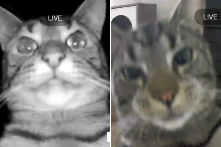 Woman Checks Pet Cam, Realizes Cat Is Acting Out Plot of Heist Movie – Newsweek